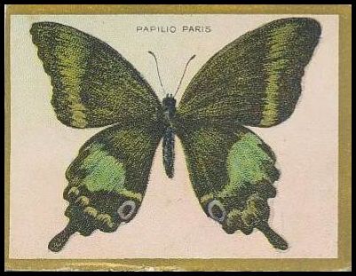Papilio Paris